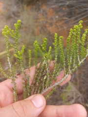 Aspalathus pinguis pinguis