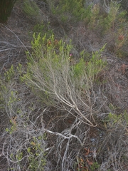 Aspalathus pinguis pinguis