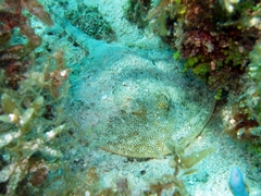 Urobatis jamaicensis