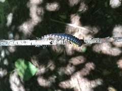 Harpaphe haydeniana scotia