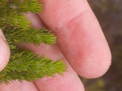 Aspalathus calcarata