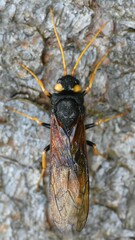 Urocerus gigas