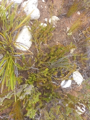 Aspalathus calcarata