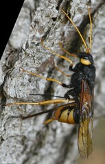 Urocerus gigas