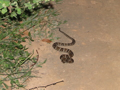 Bothrops jararaca