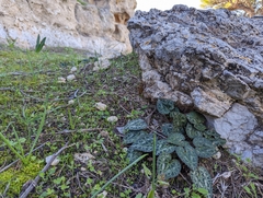 Cyclamen graecum graecum