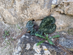 Cyclamen graecum graecum