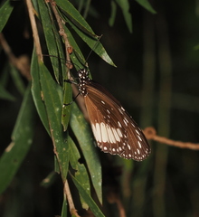 Euploea eichhorni