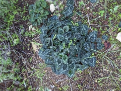 Cyclamen graecum graecum