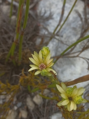 Euchaetis longibracteata
