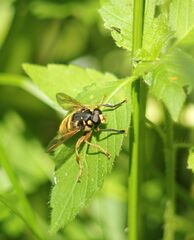 Temnostoma vespiforme