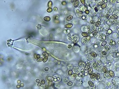 Inocybe pallidicremea