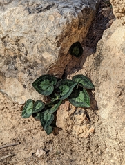 Cyclamen graecum graecum