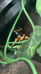 Vertebrata