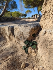 Cyclamen graecum graecum