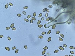 Inocybe pallidicremea