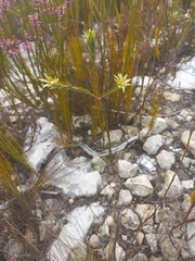 Euchaetis longibracteata