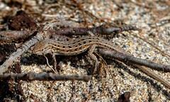 Psammodromus edwarsianus