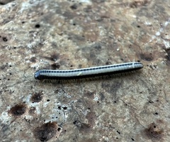 Spirobolellus immigrans