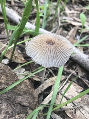 Setulosi