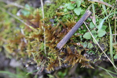 Entodon concinnus