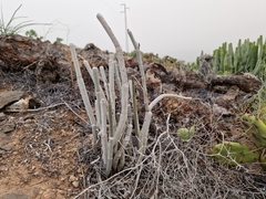 Ceropegia fusca image