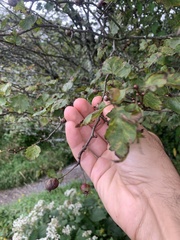 Crataegus punctata