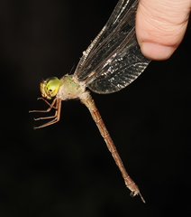 Gynacantha rosenbergi