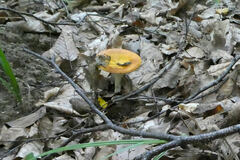 Russula aurea