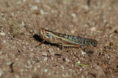 Schistocerca piceifrons