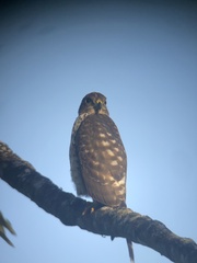 Harpagus bidentatus