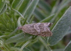 Dichrorampha plumbagana