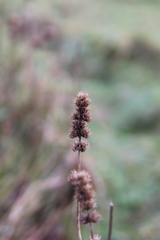 Betonica officinalis