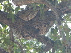Python natalensis