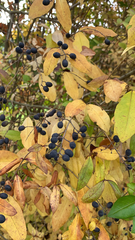 Ligustrum obtusifolium