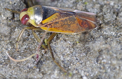 Notonecta maculata