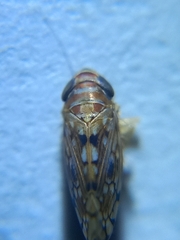 Scaphoideus