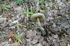 Leccinellum pseudoscabrum