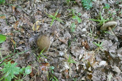 Leccinellum pseudoscabrum