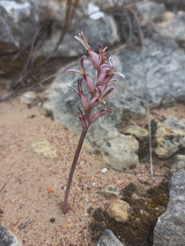 Limestone Viooltjie (Lachenalia sessiliflora)
