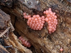 Arcyria ferruginea