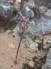 Lachenalia sessiliflora