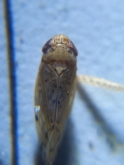 Cicadellidae