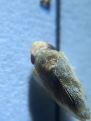 Cicadellidae