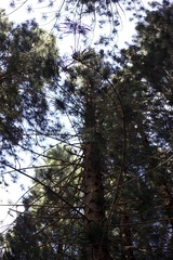 Araucaria columnaris