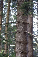 Araucaria columnaris