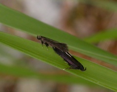 Monochroa tenebrella