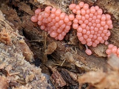 Arcyria ferruginea