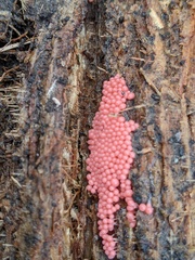 Arcyria ferruginea