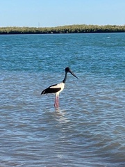 Ephippiorhynchus asiaticus